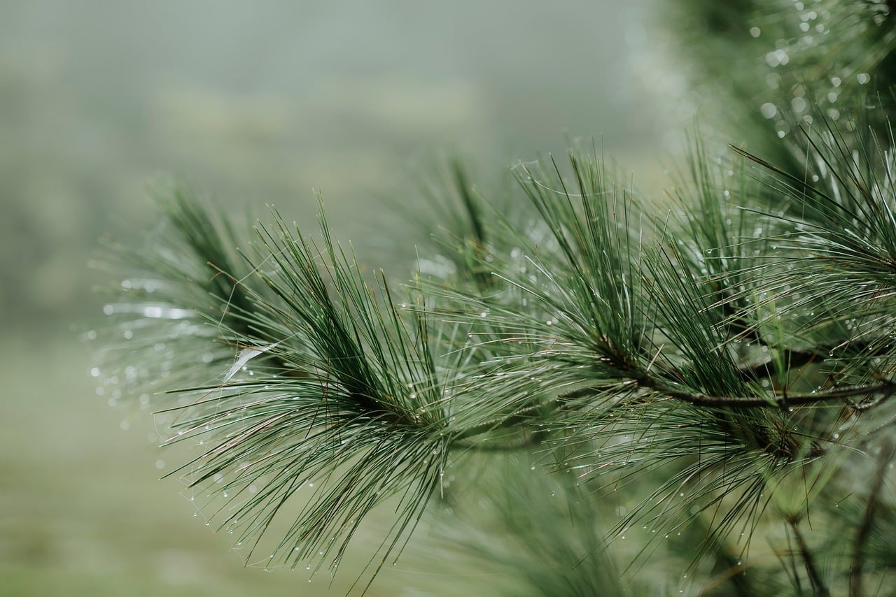 anhnguyenphotography-tree-9814697_1280.jpg